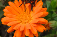 Xiaomi 15T recenze fotoaparátu - květiny