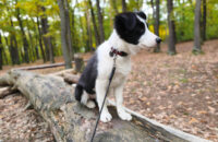 Xiaomi 15T recenze fotoaparátu - pes