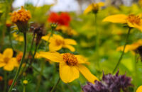 Xiaomi 15T recenze fotoaparátu - květiny