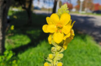 Xiaomi 15T recenze fotoaparátu - květiny