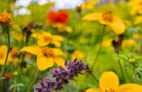 Xiaomi 15T recenze fotoaparátu - květiny