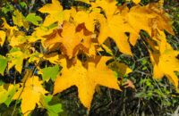 Xiaomi 15T recenze fotoaparátu - podzimní barvy