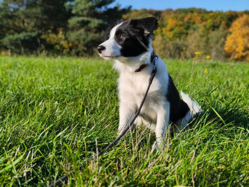 Xiaomi 15T recenze fotoaparátu - pes