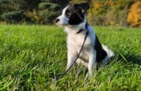 Xiaomi 15T recenze fotoaparátu - pes