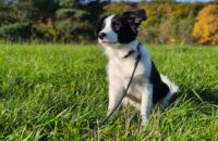 Xiaomi 15T recenze fotoaparátu - pes