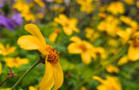 Xiaomi 15T recenze fotoaparátu - květiny