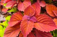 Xiaomi 15T recenze fotoaparátu - květiny