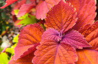 Xiaomi 15T recenze fotoaparátu - květiny