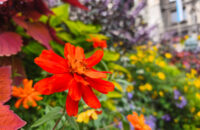 Xiaomi 15T recenze fotoaparátu - květiny