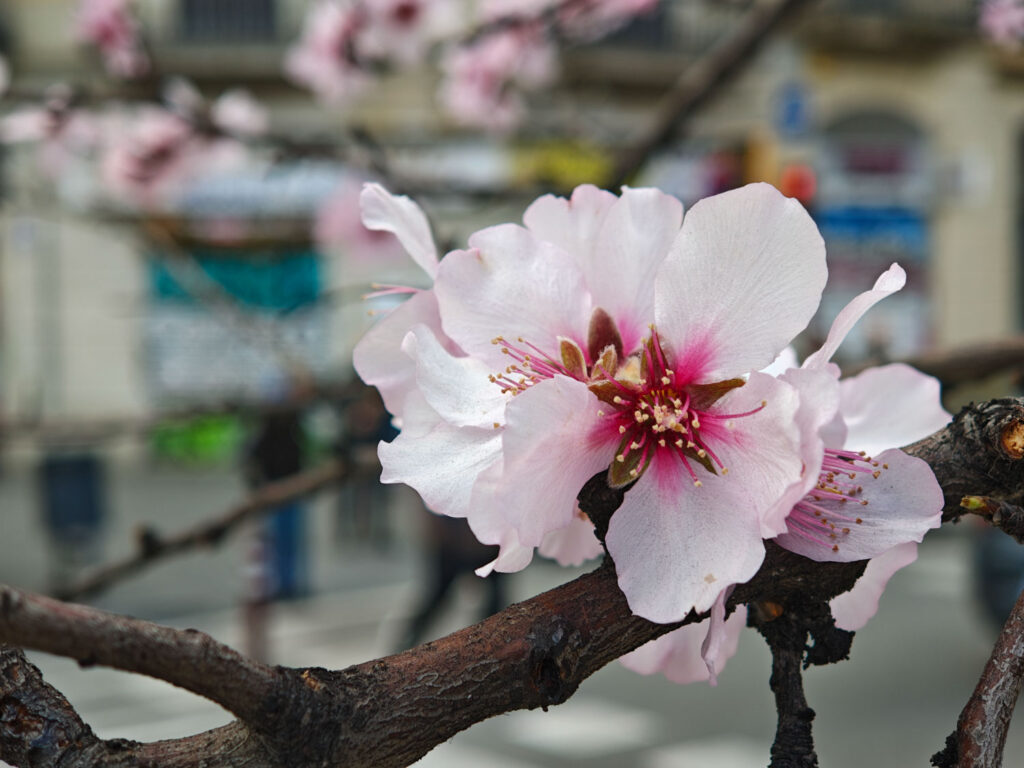 recenze Xiaomi 17 - květy v Barceloně