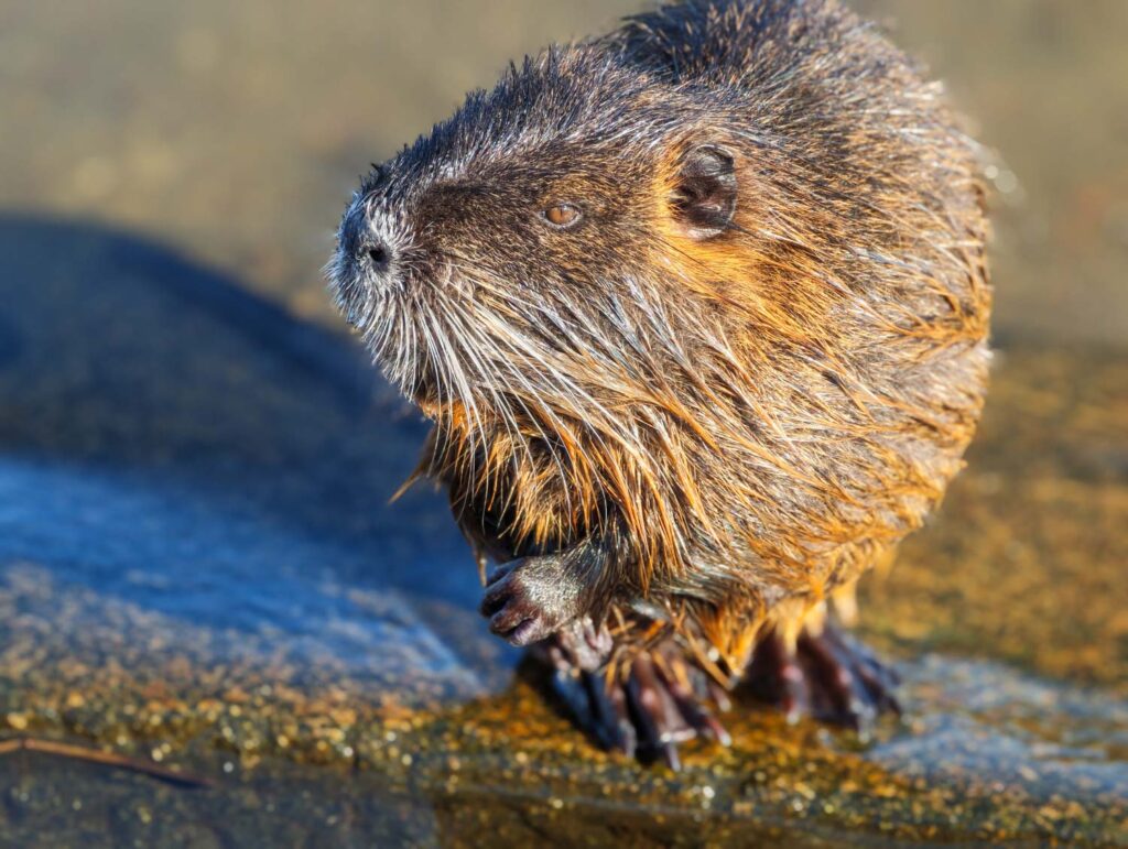 Recenze Xiaomi 17 Ultra - nutrie