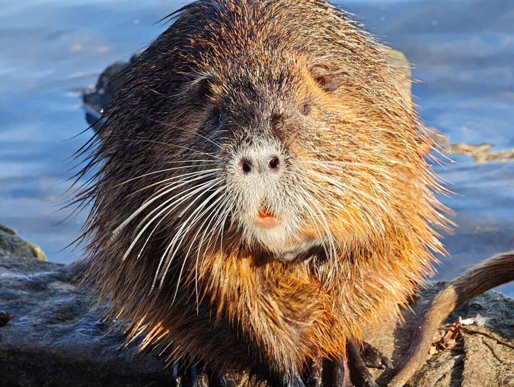 Recenze Xiaomi 17 Ultra - nutrie