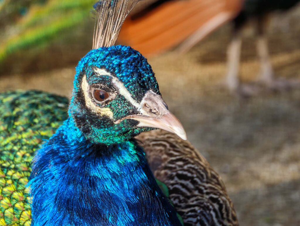 Recenze Xiaomi 17 Ultra - páv