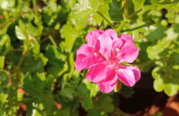 Xiaomi Redmi Note 14 - květina