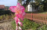 Xiaomi Redmi Note 14 - květina