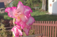 Xiaomi Redmi Note 14 - květina