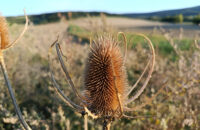 Xiaomi Redmi Note 14 - květina