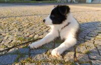 Xiaomi Redmi Note 14 - pes