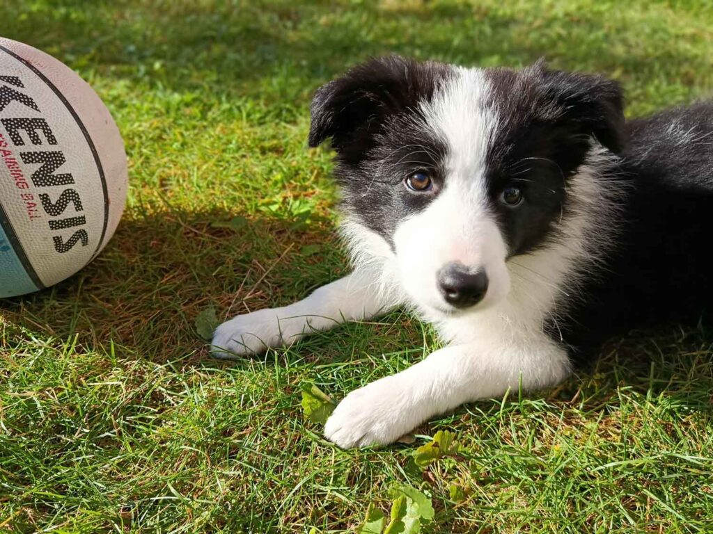 Xiaomi Redmi Note 14 - pes