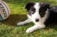 Xiaomi Redmi Note 14 - pes