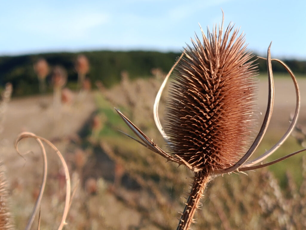 Xiaomi Redmi Note 14 - květina
