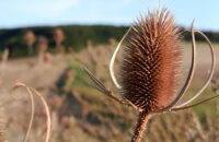 Xiaomi Redmi Note 14 - květina