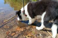 Xiaomi Redmi Note 14 - pes