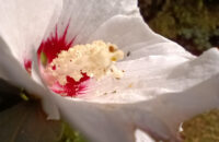 Xiaomi Redmi Note 14 - květina