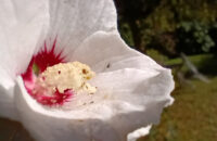 Xiaomi Redmi Note 14 - květina