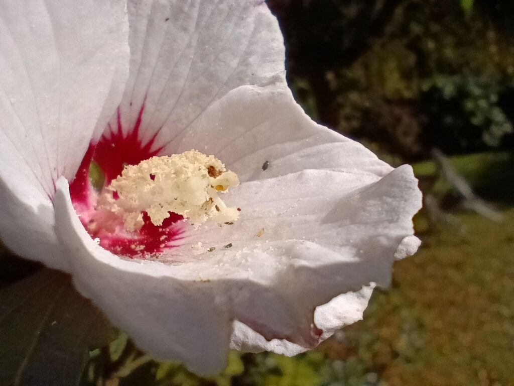 Xiaomi Redmi Note 14 - květina