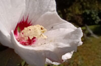 Xiaomi Redmi Note 14 - květina