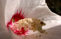 Xiaomi Redmi Note 14 - květina