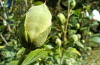 Xiaomi Redmi Note 14 - květina