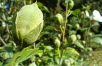 Xiaomi Redmi Note 14 - květina