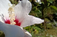 Xiaomi Redmi Note 14 - květina