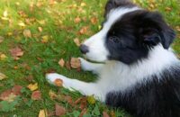 Xiaomi Redmi Note 14 - pes