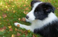 Xiaomi Redmi Note 14 - pes