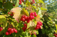 Xiaomi Redmi Note 14 - zeleň