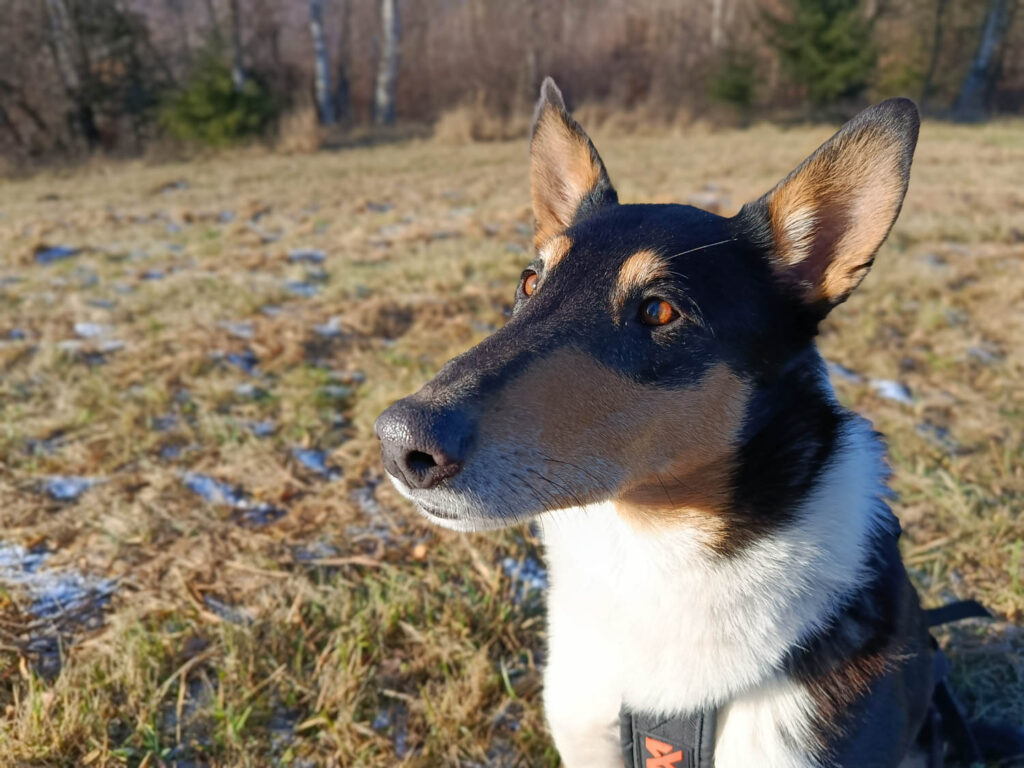 Xiaomi Redmi Note 14 - pes