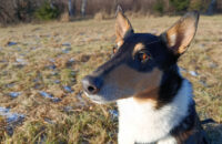 Xiaomi Redmi Note 14 - pes